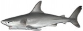 Figura Tubarão Marinho