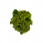 Musgo Verde Claro 30g
