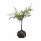 Planta Artificial 50cm